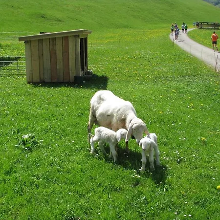 Mountain Hostel *